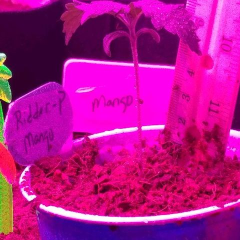 Mango Kush-Riddler-P growlog timeline photo