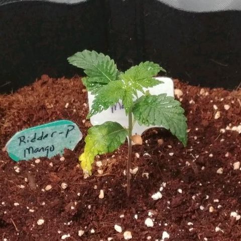 Mango Kush-Riddler-P growlog timeline photo