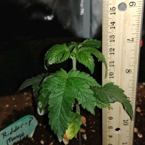 Mango Kush-Riddler-P growlog timeline photo