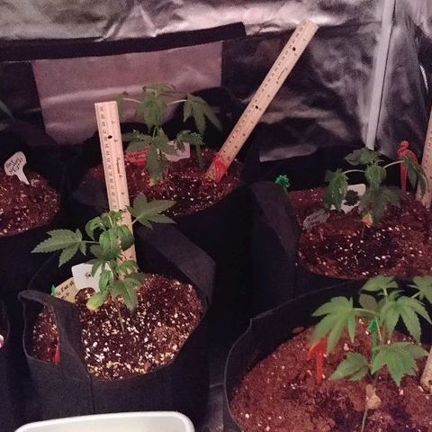 Mango Kush-Riddler-P growlog timeline photo