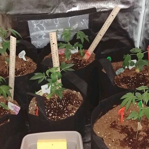 Mango Kush-Riddler-P growlog timeline photo