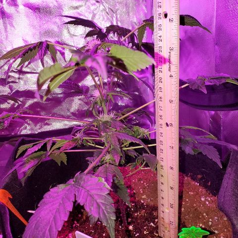 Mango Kush-Riddler-P growlog timeline photo