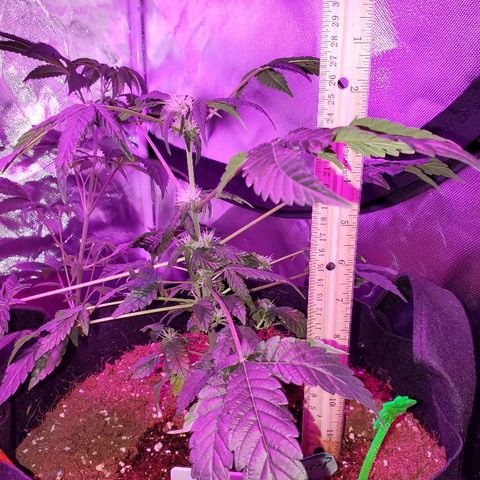 Mango Kush-Riddler-P growlog photo: 11in most buds biggest buds so far