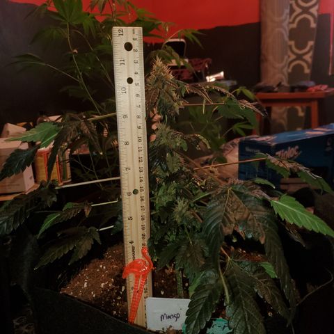 Mango Kush-Riddler-P growlog photo: Little over 11 inches