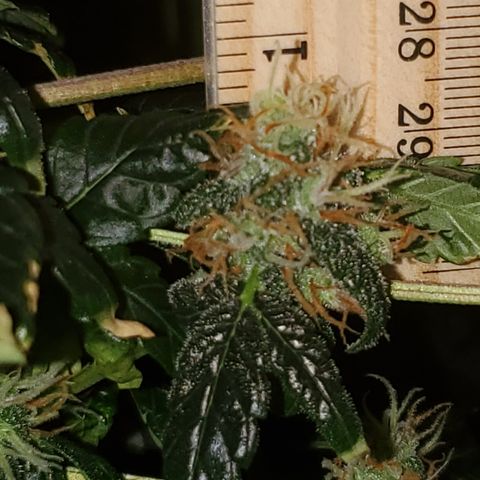 Mango Kush-Riddler-P growlog timeline photo