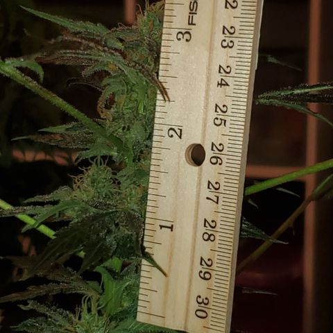 Mango Kush-Riddler-P growlog photo: May be northern lights