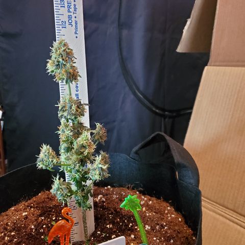 Mango Kush-Riddler-P growlog timeline photo