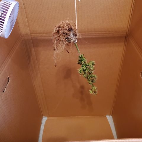 Mango Kush-Riddler-P growlog timeline photo