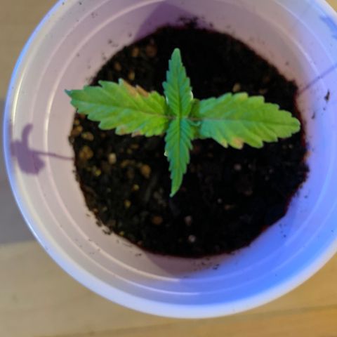 Lemon Pie growlog photo: Could be looking better.  My hunch is that the soil isnt drying out fast enough and the roots are drowning.  New growth is looking better than old though.  Hoping the fan I added helps dry things out quicker.  Also going add perlite to soil mix in future 