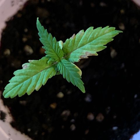 Lemon Pie growlog photo: Still looking ok.  Soil is drying out more 