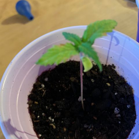 Lemon Pie growlog timeline photo