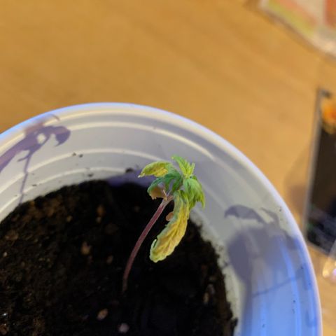 Cherry Blossom CBD growlog photo: Just gave her a little nute water 