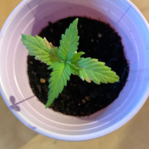 Lemon Pie growlog photo: No water today.  New growth still looking good albeit a little slow maybe?