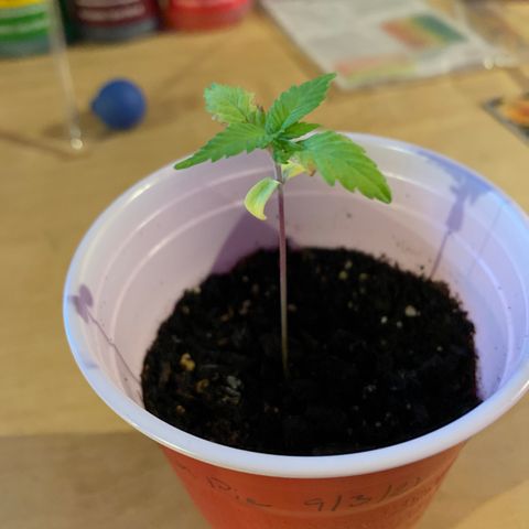 Lemon Pie growlog timeline photo