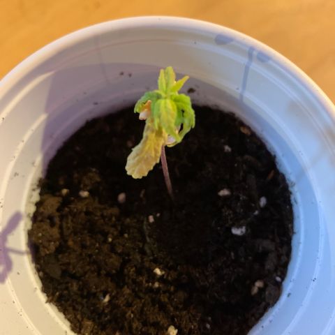 Cherry Blossom CBD growlog photo: Watered today.  See watering action note 