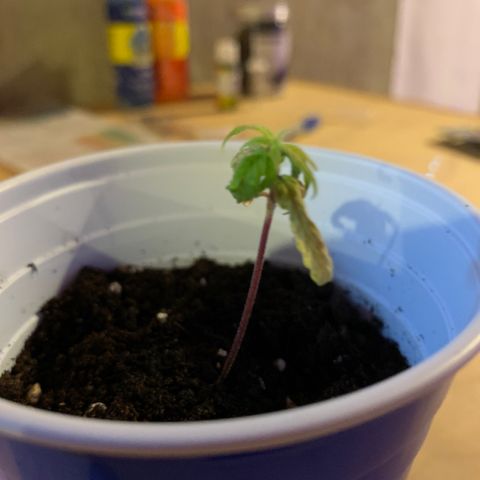 Cherry Blossom CBD growlog timeline photo