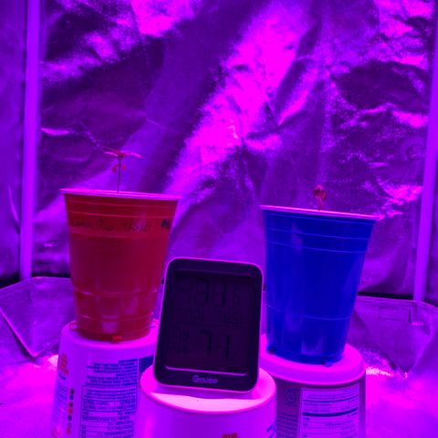 Lemon Pie growlog photo: State of affairs 
