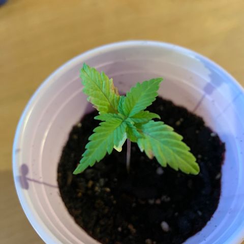 Lemon Pie growlog timeline photo