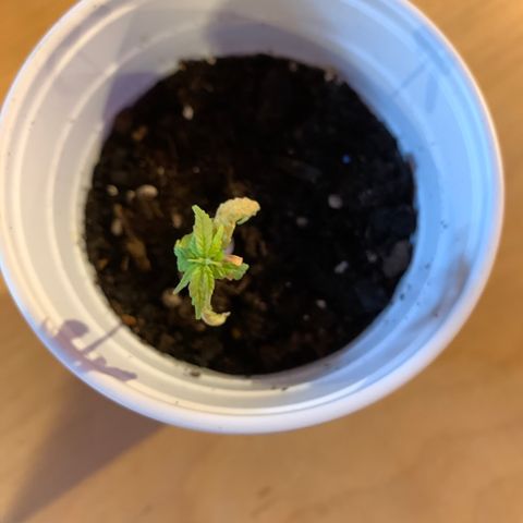 Cherry Blossom CBD growlog timeline photo