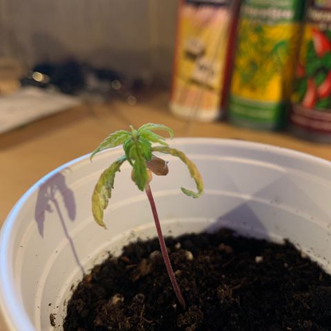 Cherry Blossom CBD growlog timeline photo