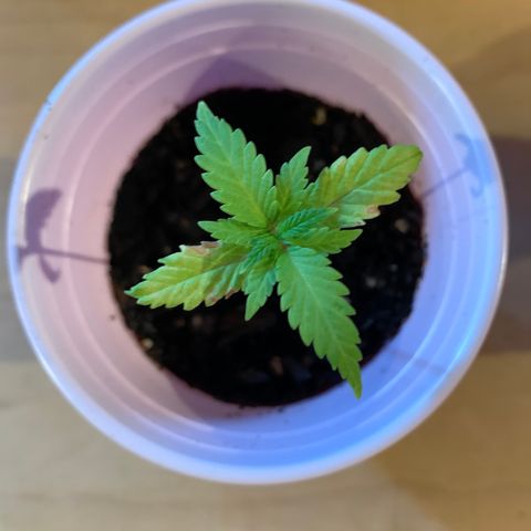 Lemon Pie growlog timeline photo