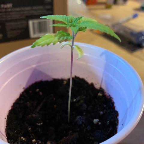 Lemon Pie growlog timeline photo