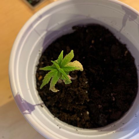Cherry Blossom CBD growlog timeline photo