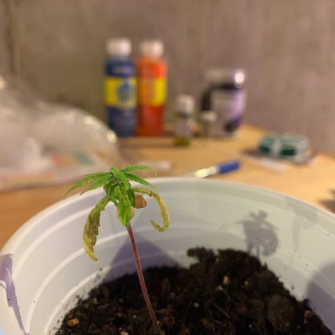 Cherry Blossom CBD growlog timeline photo