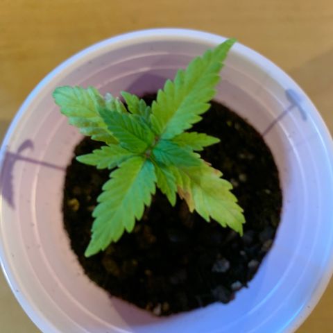 Lemon Pie growlog timeline photo