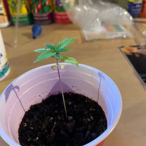 Lemon Pie growlog timeline photo