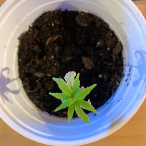 Cherry Blossom CBD growlog timeline photo