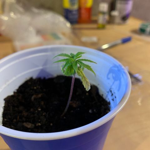 Cherry Blossom CBD growlog timeline photo