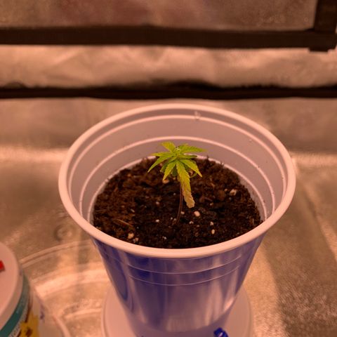 Cherry Blossom CBD growlog timeline photo