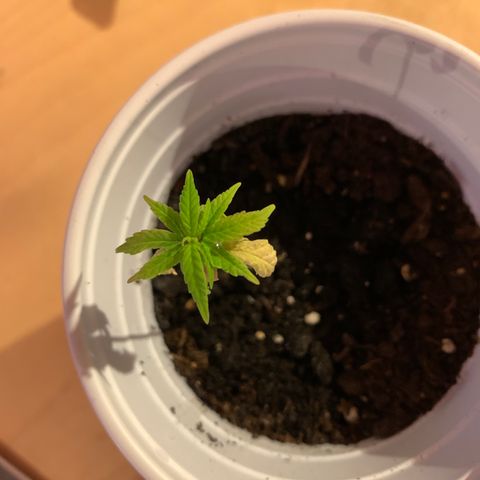Cherry Blossom CBD growlog timeline photo
