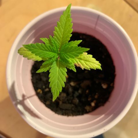 Lemon Pie growlog timeline photo