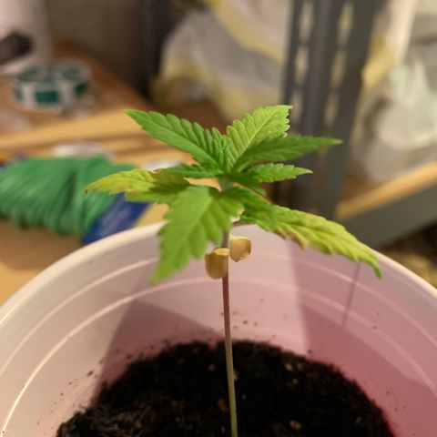 Lemon Pie growlog timeline photo