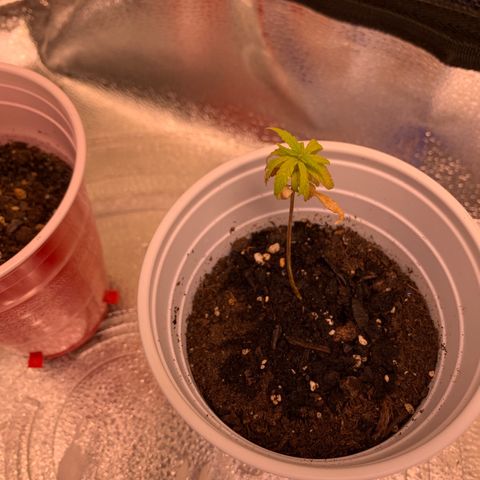 Cherry Blossom CBD growlog timeline photo