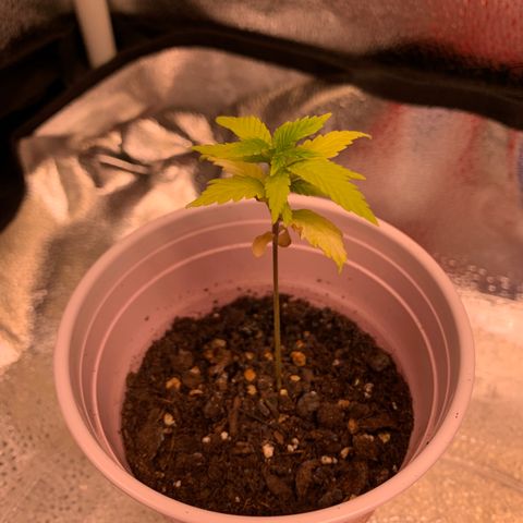 Lemon Pie growlog photo: Seems to be a little more active.  No water today, but probably tomorrow 