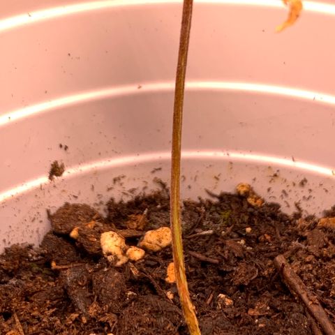 Cherry Blossom CBD growlog photo: Curious what’s going on with the stem here.  