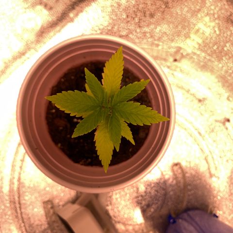 Lemon Pie growlog timeline photo