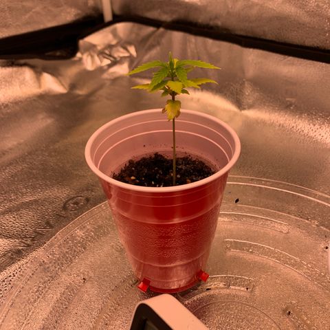 Lemon Pie growlog timeline photo