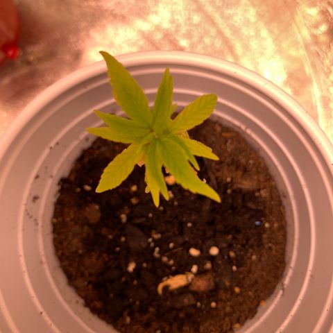 Cherry Blossom CBD growlog timeline photo