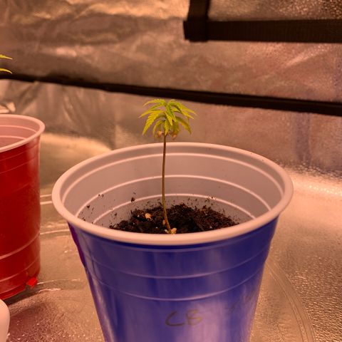 Cherry Blossom CBD growlog timeline photo
