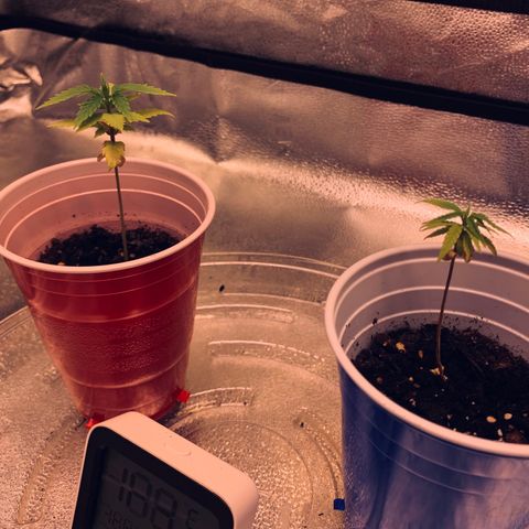 Lemon Pie growlog timeline photo