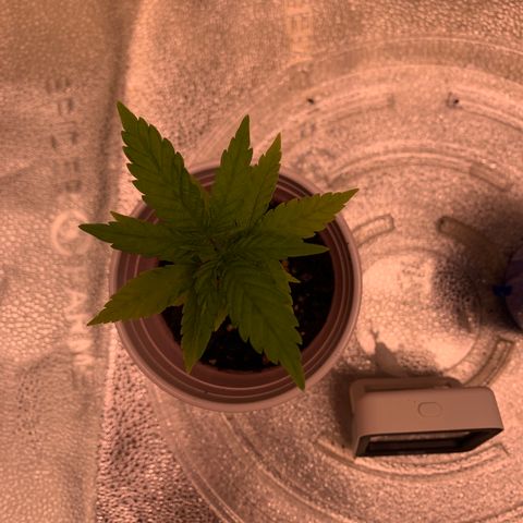 Lemon Pie growlog photo: Great comeback!!!