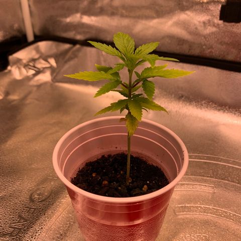 Lemon Pie growlog photo: Great comeback!!!