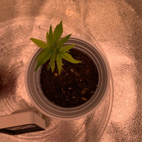 Cherry Blossom CBD growlog photo: Coming back but not as strong as the lemon pie
