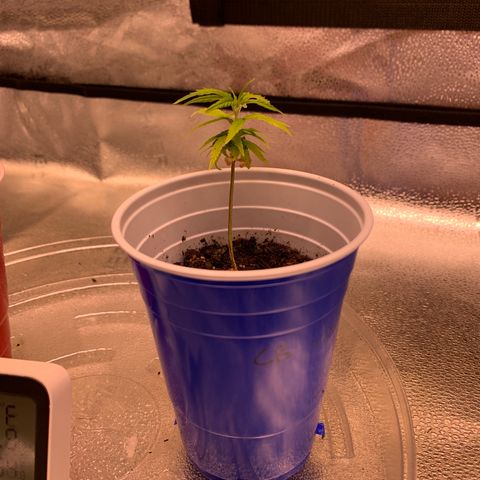Cherry Blossom CBD growlog photo: Coming back but not as strong as the lemon pie