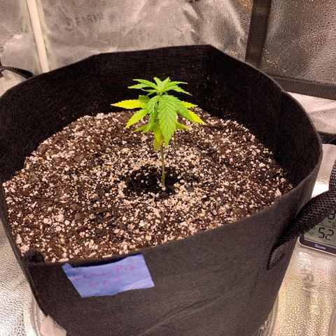 Lemon Pie growlog photo: Right after transplant and soaking in with 2L of nute water.  pH checks out slightly acidity going in and coming out.  