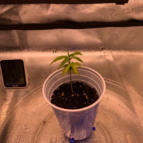 Cherry Blossom CBD growlog photo: Could probably wait a little on transplanting.  Not sure why this lady won’t do her thing a little better 